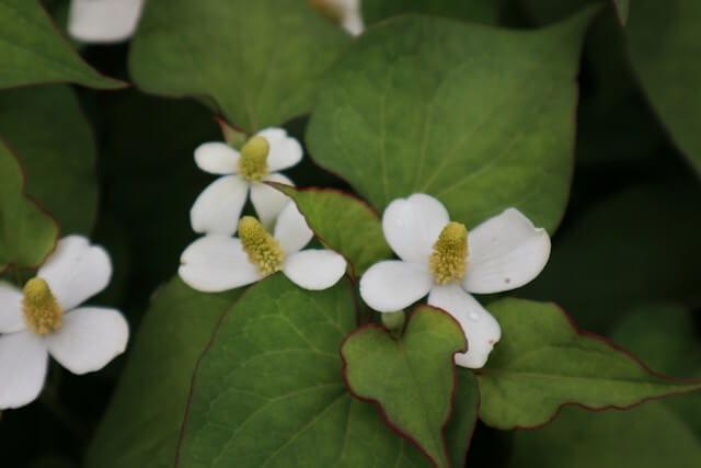 ドクダミの花